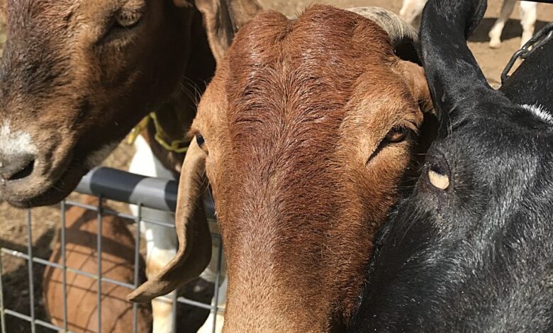 Goat Gremlins – Fable Farms