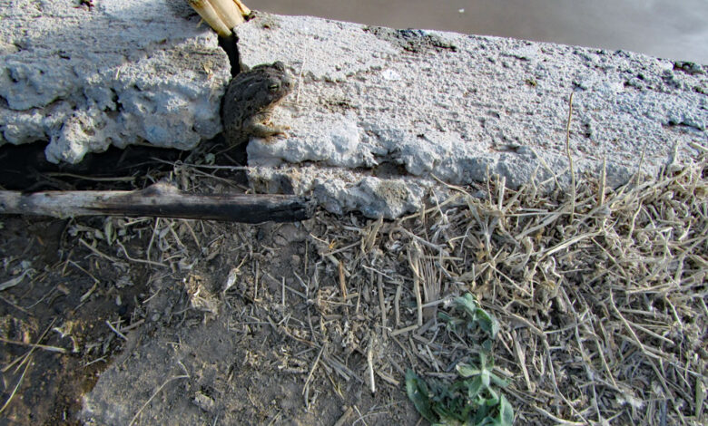 Skip, Hop, Jumping on the Bank — Tuesday, August 12, 2025