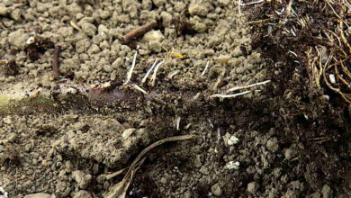 Tomatoes just want to root