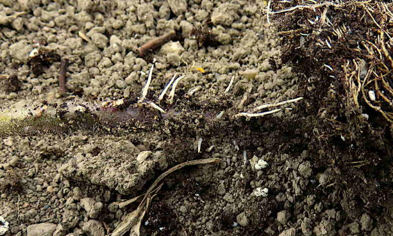 Tomatoes just want to root Tomatoes just want to root