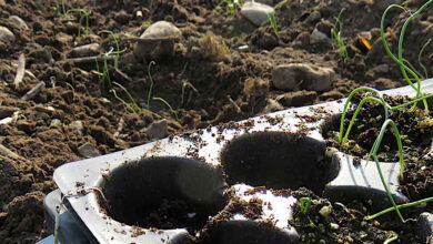 Plug sheet gamble, part 2