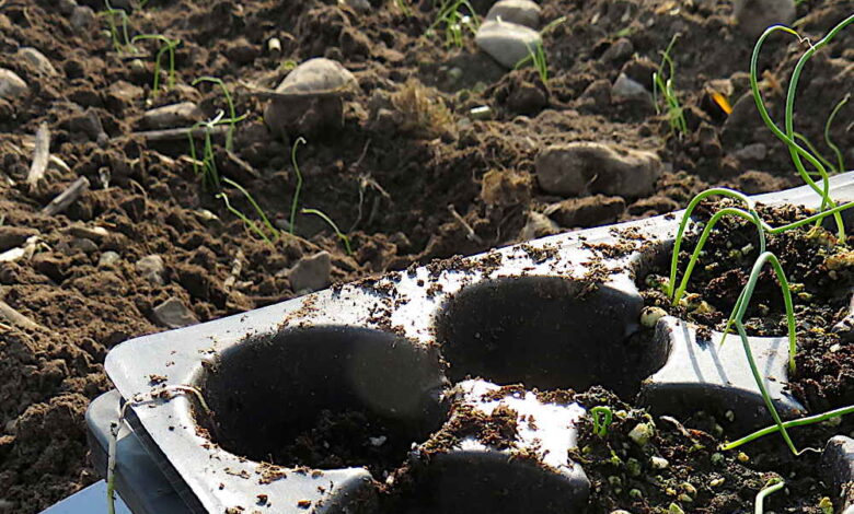 Plug sheet gamble, part 2