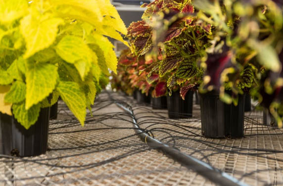 New Course! University of Florida Greenhouse Training Online Advanced Irrigation Management begins August 4 – Urban Ag News New Course! University of Florida Greenhouse Training Online Advanced Irrigation Management begins August 4 – Urban Ag News