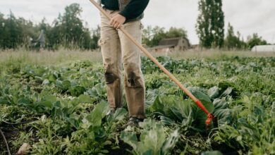 Washington Farmland Trust Leans into Land Access for New Growers