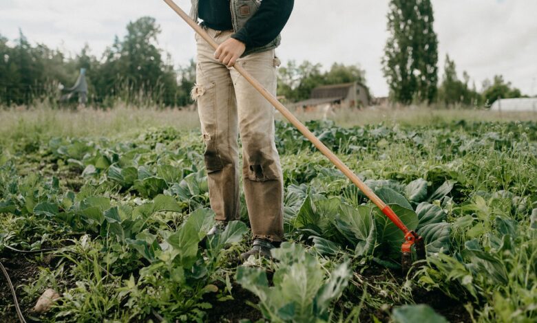 Washington Farmland Trust Leans into Land Access for New Growers