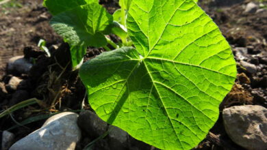Winter squash green – Tiny Farm Blog